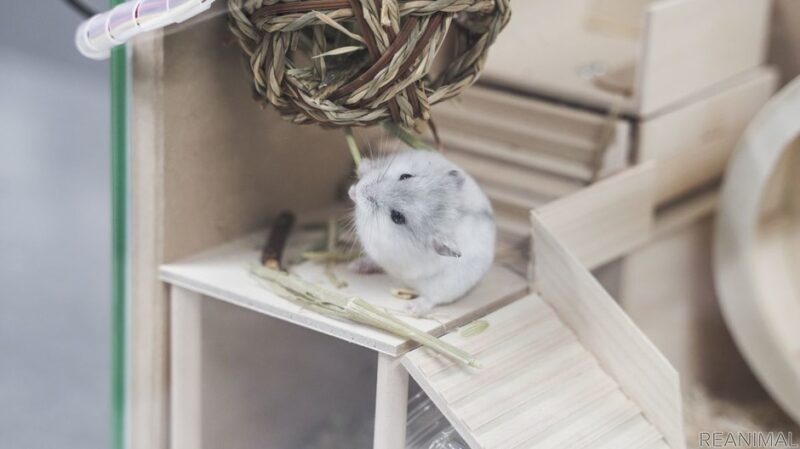 Инструкция по созданию «умного дома» для хомяка и другие интересные идеи в новом проекте Panasonic на GitHub