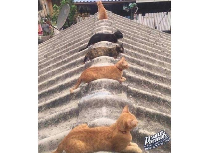 Ростовские коты удивили Интернет