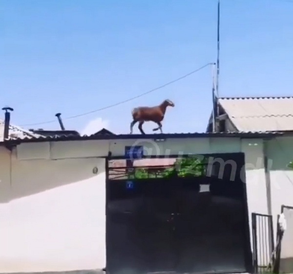 Побег века: баран против крыши