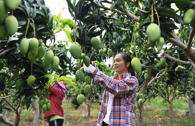 Манго и томаты стали двумя базовыми отраслями в районе Тяньян города Байсэ
