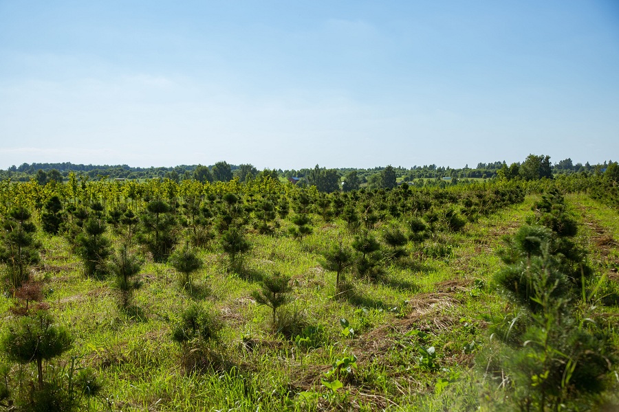Питомник «Вершки и корешки» делает первые шаги в сфере реновации восполняемых природных ресурсов