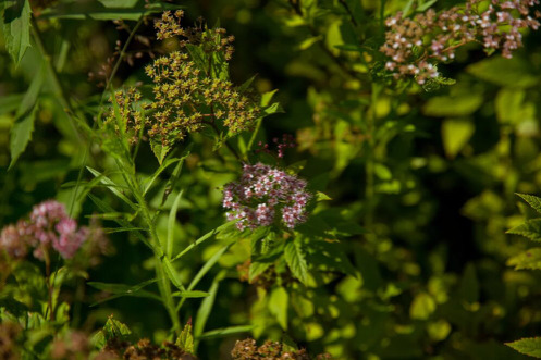 Питомник «Вершки & Корешки» производит наиболее популярные кустарники и хвойные растения