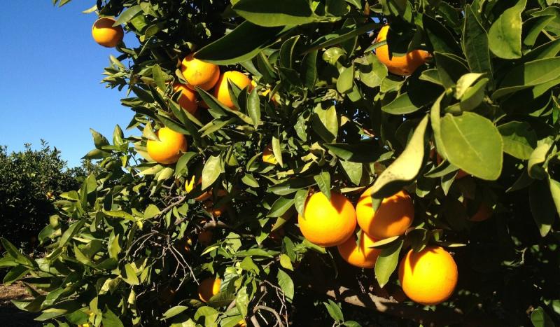 Удивительная кухня Валенсии