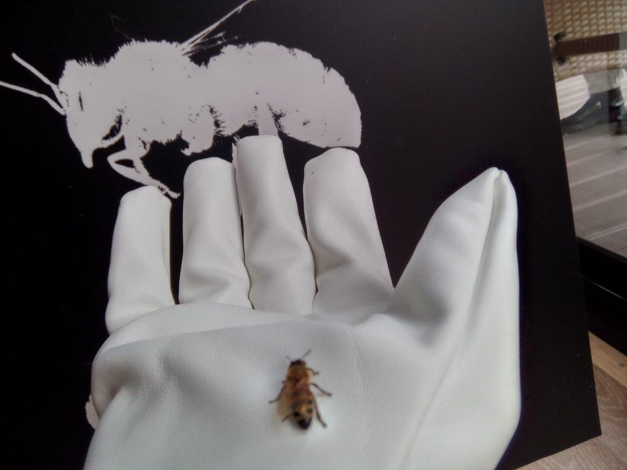 Марина Звягинцева