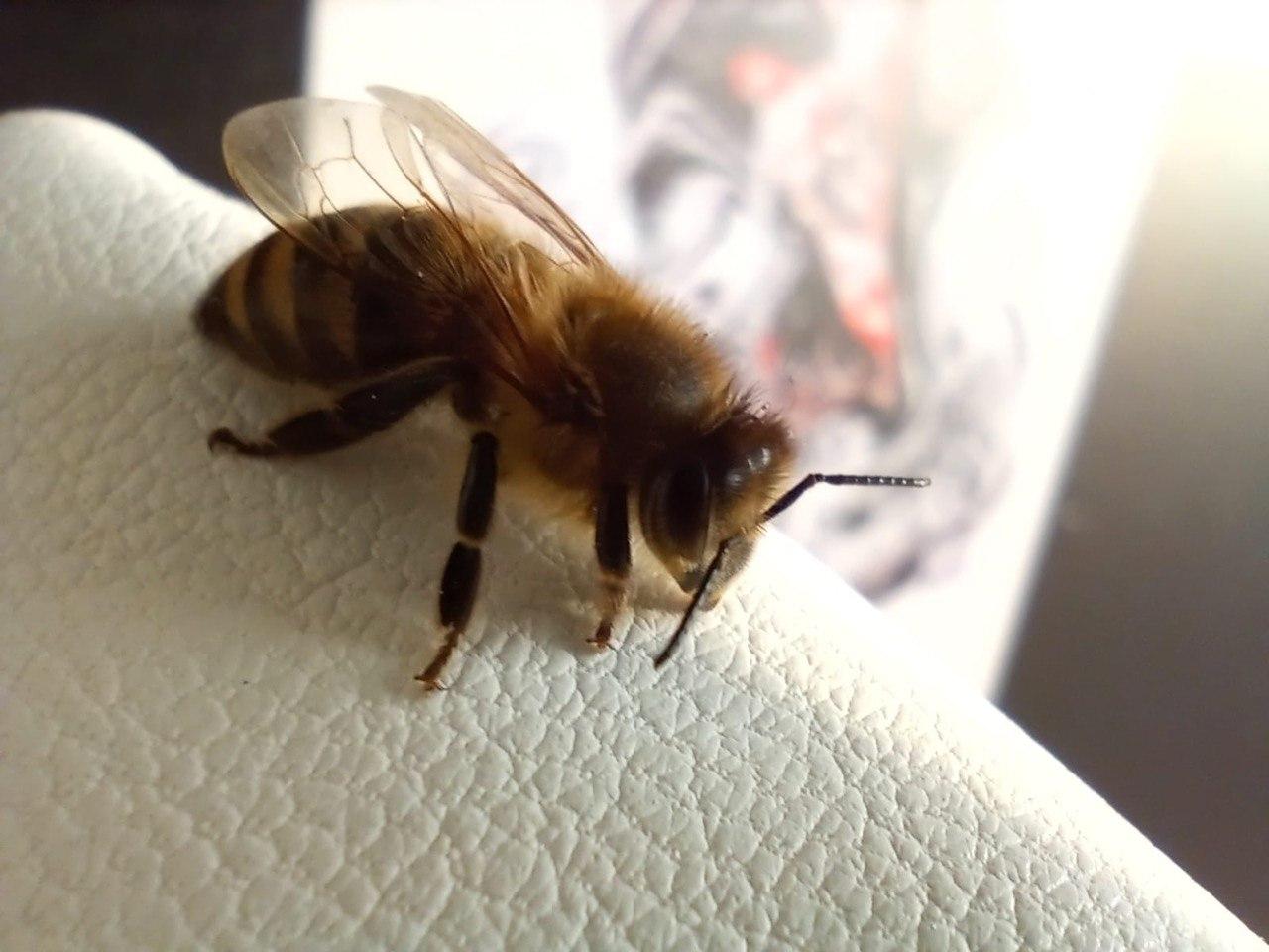 Марина Звягинцева