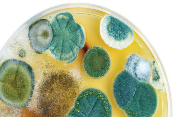 Как избавиться от запаха плесени?