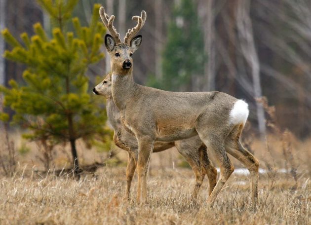 Российские ученые исследовали разнообразие фауны близ обогатительного комбината «Норникеля» в Забайкалье