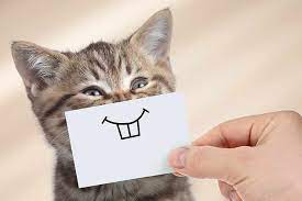 Где оставить свою кошку на время поездки?