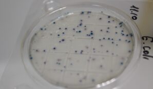 Ноу-хау от профессионалов: НПО «Альтернатива» представило «сухие» «Петритесты®»