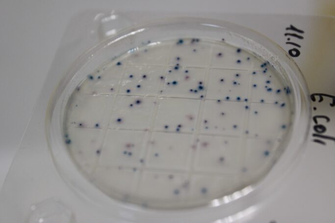 Ноу-хау от профессионалов: НПО «Альтернатива» представило «сухие» «Петритесты®»