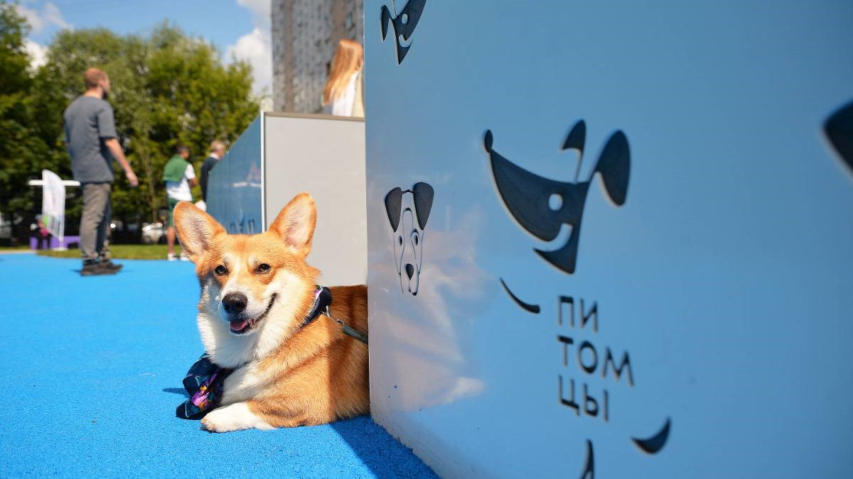 Прогресс в улучшении условий для домашних животных