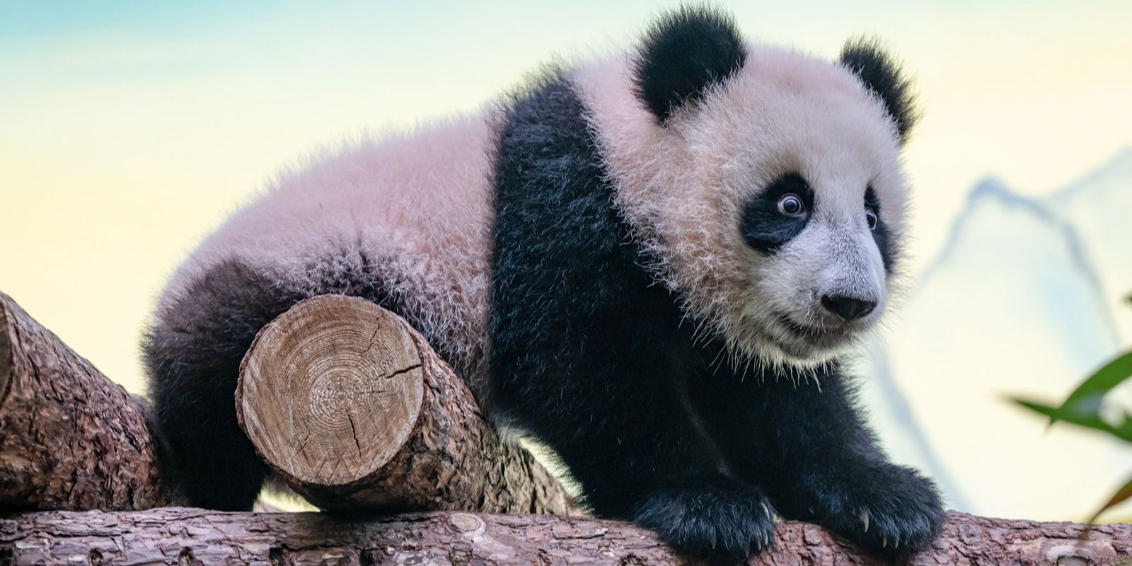 Панде Катюше открыли доступ в уличный вольер