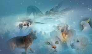 Потеря питомца зачастую не меняет подход россиян к безопасности животных 