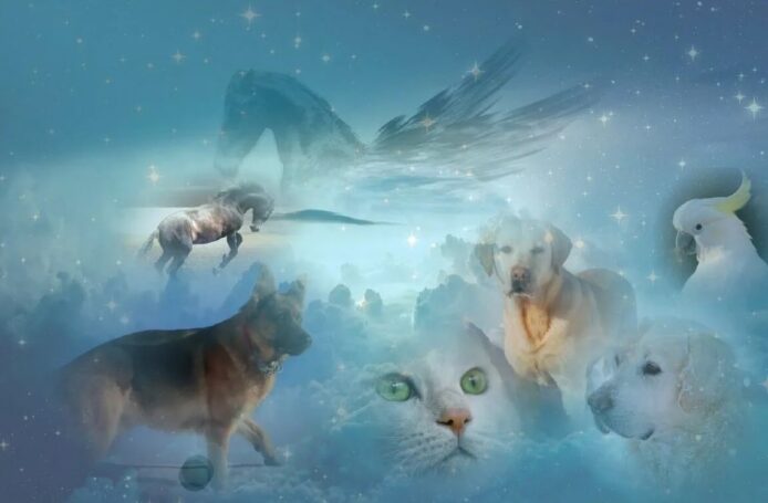 Потеря питомца зачастую не меняет подход россиян к безопасности животных 