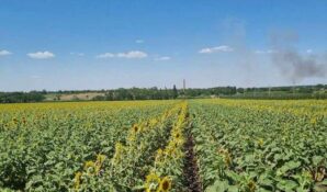 В Воронежской области подвели итоги выращивания подсолнечника