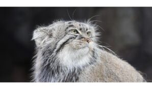 Панды, манул и капибары: трансляции из вольеров Московского зоопарка посмотрели более 820 тысяч раз