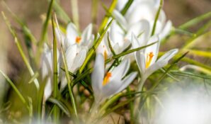 На ВДНХ начинают цвести первые весенние растения