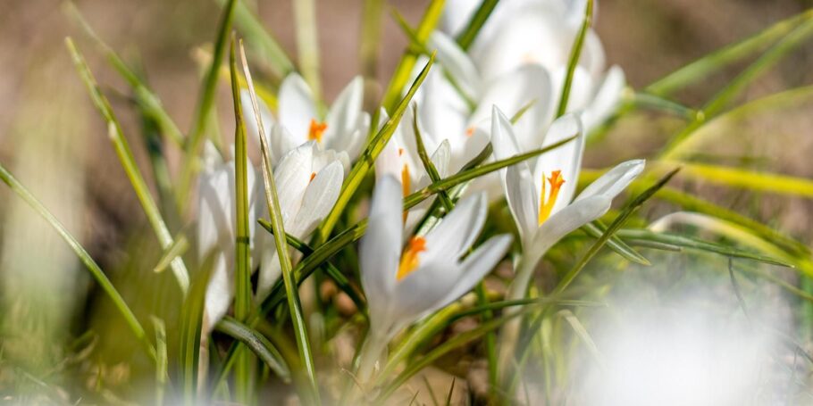 На ВДНХ начинают цвести первые весенние растения