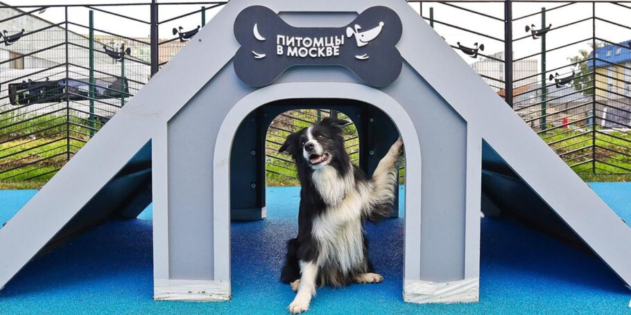 В столице создадут талисман проекта «Питомцы в Москве»