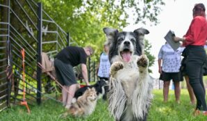 Более 20 площадок обустроят до конца года в рамках проекта «Питомцы в Москве»
