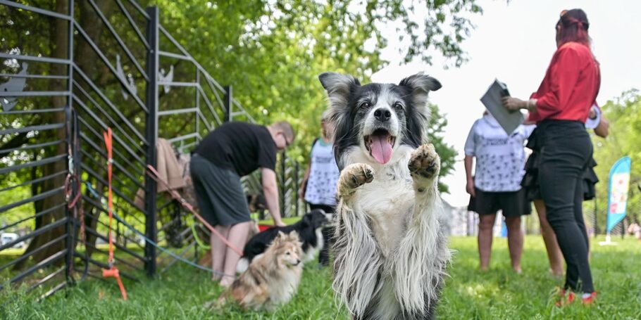 Более 20 площадок обустроят до конца года в рамках проекта «Питомцы в Москве»